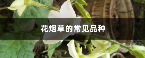 花烟草的常见品种