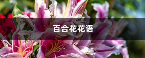 百合花花语，百合花代表什么意思