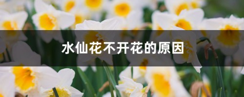 水仙花不开花的原因，如何促进水仙花开花