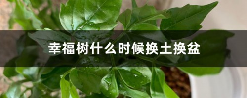 幸福树什么时候换土换盆，什么时候可以移到室外