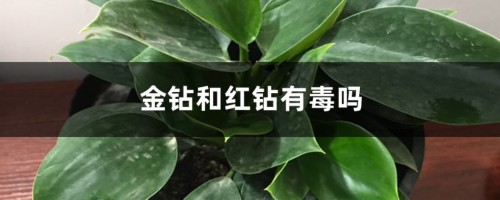 金钻和红钻有毒吗，有什么区别？