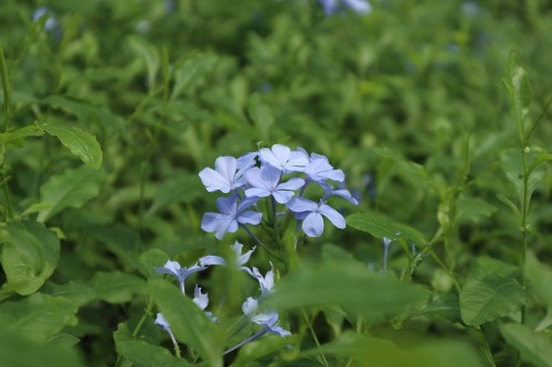 蓝雪花