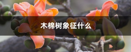 木棉树象征什么，什么时候开