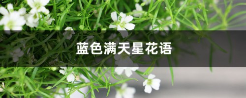 蓝色满天星花语