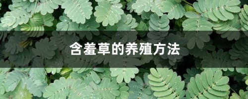 含羞草的养殖方法