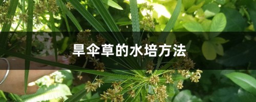 旱伞草的水培方法