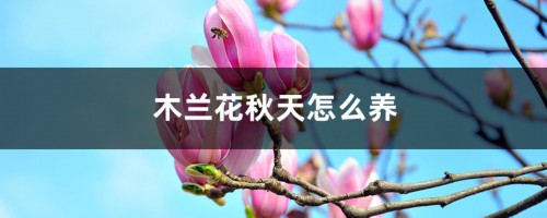 木兰花秋天怎么养