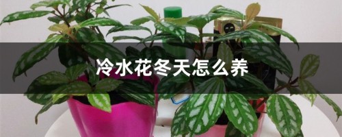 冷水花冬天怎么养，叶子边缘发黑怎么办