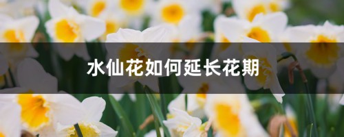 水仙花如何延长花期，水仙花什么时候开花