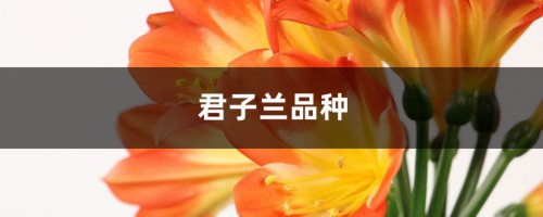 君子兰品种，君子兰图片