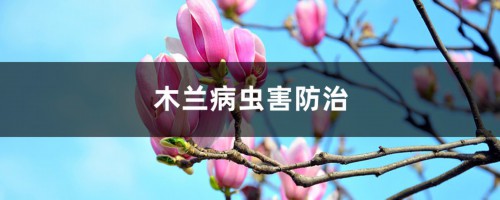 木兰病虫害防治