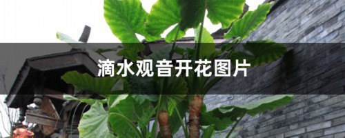 滴水观音开花图片