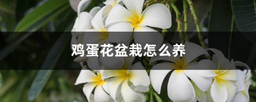 鸡蛋花盆栽怎么养