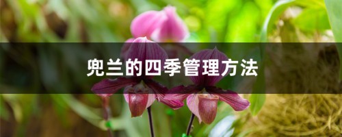 兜兰的四季管理方法