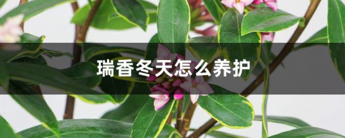 瑞香冬天怎么养护